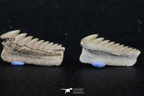 06397 - Great Collection of 2 Hexanchus microdon Shark Teeth Paleocene