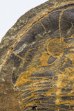 09142 - Top Beautiful 3.44 Inch Positive/Negative Unidentified Asaphid Ordovician Trilobite - Taouz Outcrops
