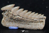 06397 - Great Collection of 2 Hexanchus microdon Shark Teeth Paleocene