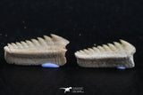 06397 - Great Collection of 2 Hexanchus microdon Shark Teeth Paleocene
