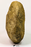 09142 - Top Beautiful 3.44 Inch Positive/Negative Unidentified Asaphid Ordovician Trilobite - Taouz Outcrops