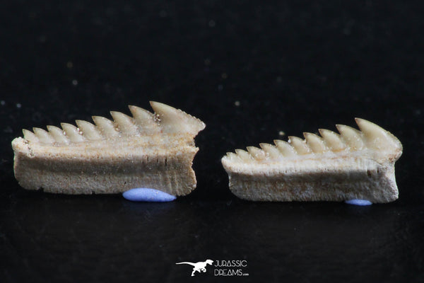Great Collection of 2 Hexanchus microdon Shark Teeth Paleocene ...