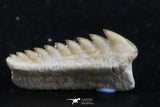 06397 - Great Collection of 2 Hexanchus microdon Shark Teeth Paleocene