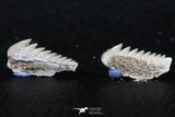 06398 - Great Collection of 2 Hexanchus microdon Shark Teeth Paleocene