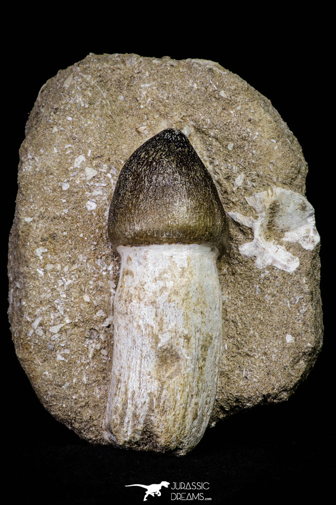 20964 - Nicely Preserved 2.94 Inch Globidens phosphaticus (Mosasaur) Tooth in Natural Matrix Cretaceous