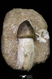 20964 - Nicely Preserved 2.94 Inch Globidens phosphaticus (Mosasaur) Tooth in Natural Matrix Cretaceous