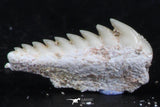 06398 - Great Collection of 2 Hexanchus microdon Shark Teeth Paleocene