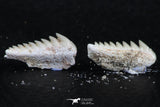 06398 - Great Collection of 2 Hexanchus microdon Shark Teeth Paleocene