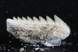 06398 - Great Collection of 2 Hexanchus microdon Shark Teeth Paleocene
