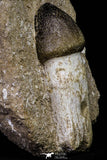 20964 - Nicely Preserved 2.94 Inch Globidens phosphaticus (Mosasaur) Tooth in Natural Matrix Cretaceous