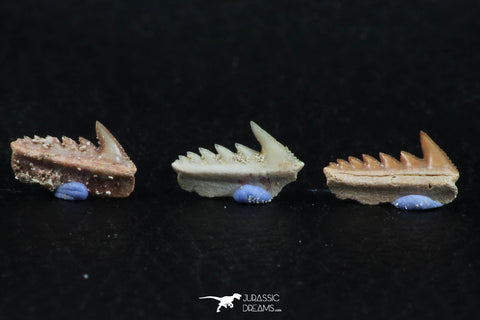 06399 - Great Collection of 3 Hexanchus microdon Shark Teeth Paleocene