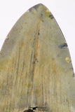 09143 - Finest Quality 3.57 Inch Huge Megalodon Shark Tooth Miocene - USA