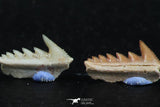 06399 - Great Collection of 3 Hexanchus microdon Shark Teeth Paleocene