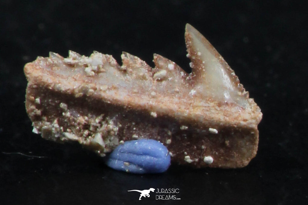 Great Collection of 3 Hexanchus microdon Shark Teeth Paleocene ...