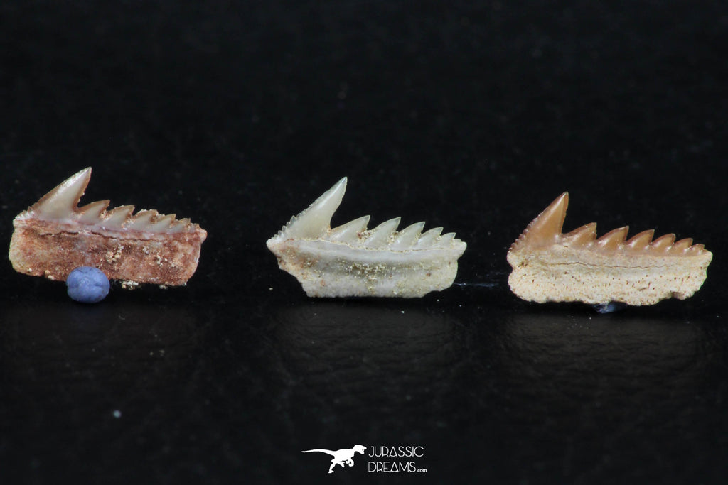 Great Collection of 3 Hexanchus microdon Shark Teeth Paleocene ...