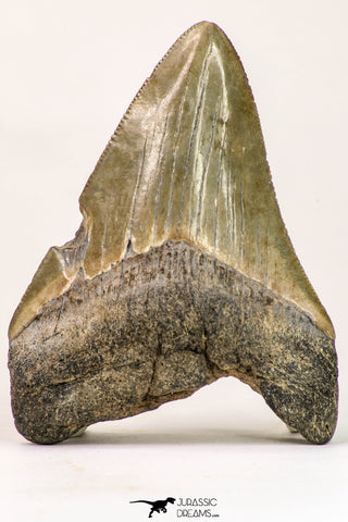 09144 - Top Beautiful 2.94 Inch Megalodon Shark Tooth Miocene - USA