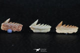 06399 - Great Collection of 3 Hexanchus microdon Shark Teeth Paleocene