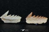 06399 - Great Collection of 3 Hexanchus microdon Shark Teeth Paleocene