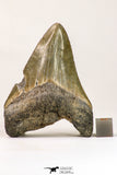 09144 - Top Beautiful 2.94 Inch Megalodon Shark Tooth Miocene - USA