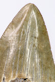 09144 - Top Beautiful 2.94 Inch Megalodon Shark Tooth Miocene - USA