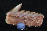 06399 - Great Collection of 3 Hexanchus microdon Shark Teeth Paleocene