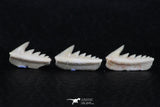 06400 - Great Collection of 3 Hexanchus microdon Shark Teeth Paleocene