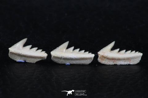06400 - Great Collection of 3 Hexanchus microdon Shark Teeth Paleocene