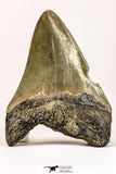 09144 - Top Beautiful 2.94 Inch Megalodon Shark Tooth Miocene - USA