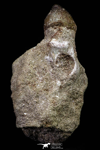 20965 - Nicely Preserved 1.95 Inch Globidens phosphaticus (Mosasaur) Tooth in Natural Matrix Cretaceous