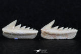 06400 - Great Collection of 3 Hexanchus microdon Shark Teeth Paleocene