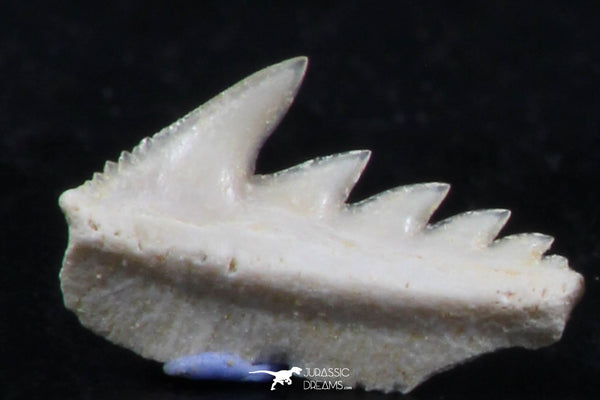 Great Collection of 3 Hexanchus microdon Shark Teeth Paleocene ...