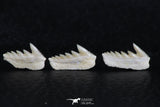 06400 - Great Collection of 3 Hexanchus microdon Shark Teeth Paleocene