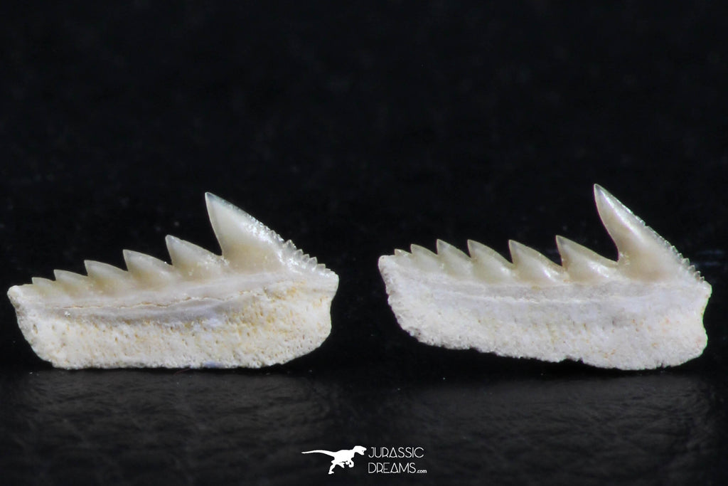 Great Collection of 3 Hexanchus microdon Shark Teeth Paleocene ...