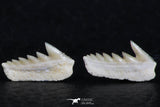 06400 - Great Collection of 3 Hexanchus microdon Shark Teeth Paleocene