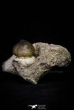 20966 - Nicely Preserved 2.35 Inch Globidens phosphaticus (Mosasaur) Tooth in Natural Matrix Cretaceous