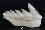 06400 - Great Collection of 3 Hexanchus microdon Shark Teeth Paleocene