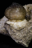 20966 - Nicely Preserved 2.35 Inch Globidens phosphaticus (Mosasaur) Tooth in Natural Matrix Cretaceous