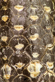 09145 - Beautiful Collection of 2 Fossilized Silicified Pine Cones Equicalastrobus Eocene - Sahara Desert