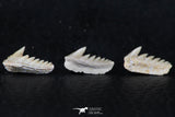 06401 - Great Collection of 3 Hexanchus microdon Shark Teeth Paleocene