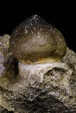 20966 - Nicely Preserved 2.35 Inch Globidens phosphaticus (Mosasaur) Tooth in Natural Matrix Cretaceous