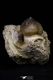 20966 - Nicely Preserved 2.35 Inch Globidens phosphaticus (Mosasaur) Tooth in Natural Matrix Cretaceous