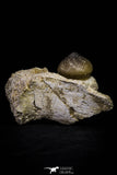 20966 - Nicely Preserved 2.35 Inch Globidens phosphaticus (Mosasaur) Tooth in Natural Matrix Cretaceous