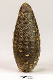09145 - Beautiful Collection of 2 Fossilized Silicified Pine Cones Equicalastrobus Eocene - Sahara Desert