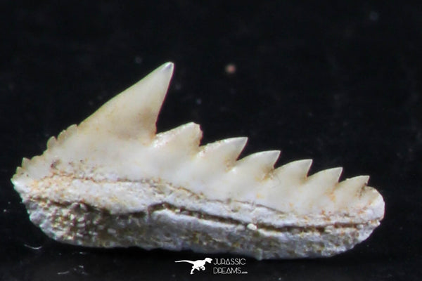 Great Collection of 3 Hexanchus microdon Shark Teeth Paleocene ...