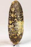09145 - Beautiful Collection of 2 Fossilized Silicified Pine Cones Equicalastrobus Eocene - Sahara Desert