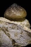 20966 - Nicely Preserved 2.35 Inch Globidens phosphaticus (Mosasaur) Tooth in Natural Matrix Cretaceous