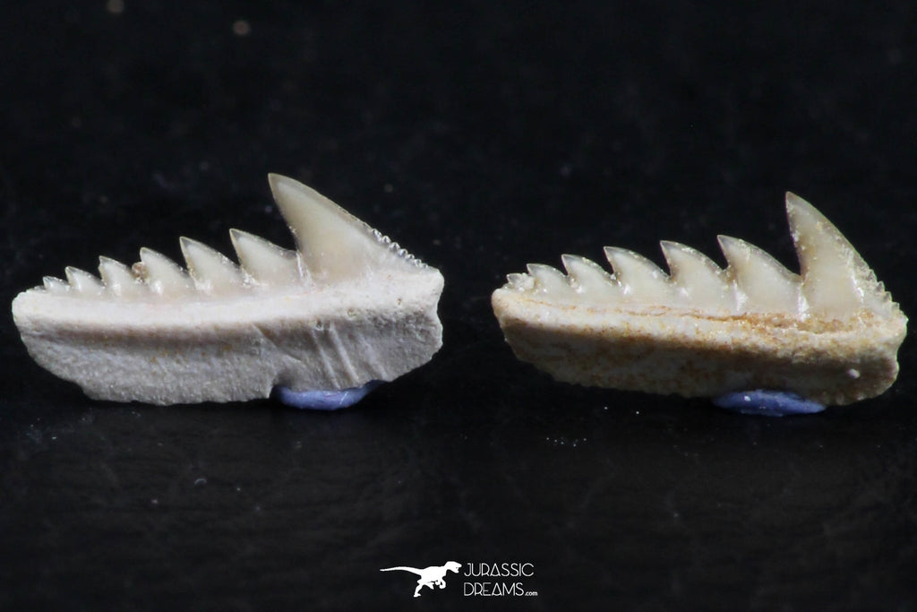 Great Collection of 3 Hexanchus microdon Shark Teeth Paleocene ...