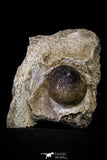 20966 - Nicely Preserved 2.35 Inch Globidens phosphaticus (Mosasaur) Tooth in Natural Matrix Cretaceous