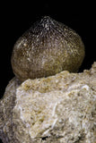 20966 - Nicely Preserved 2.35 Inch Globidens phosphaticus (Mosasaur) Tooth in Natural Matrix Cretaceous