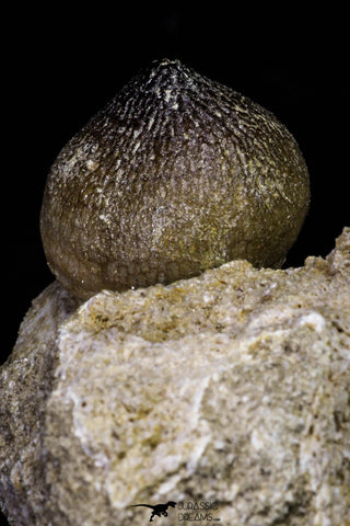 20966 - Nicely Preserved 2.35 Inch Globidens phosphaticus (Mosasaur) Tooth in Natural Matrix Cretaceous